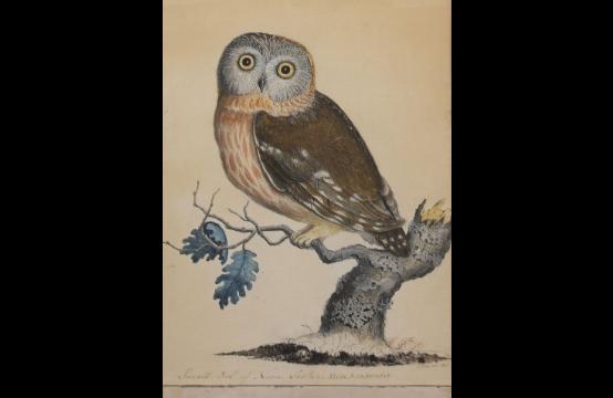 Gros & Delettrez — Petit hibou de Nouvelle Écosse Strix Acadensis
