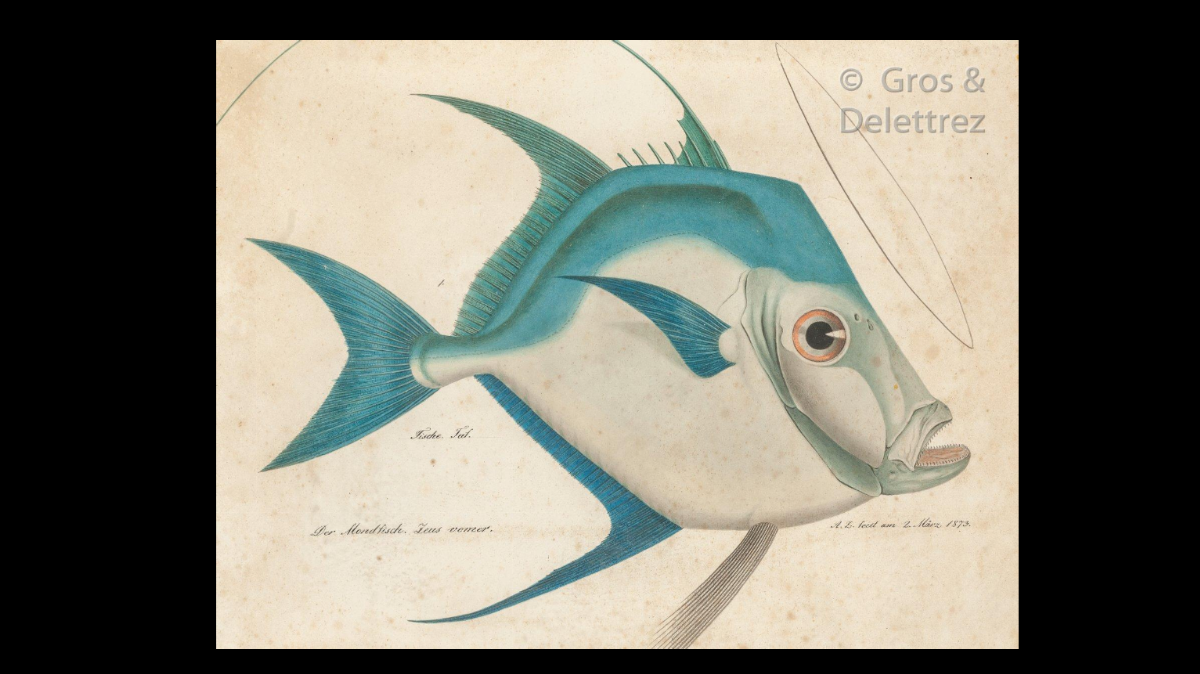  — Le poisson saint-pierre