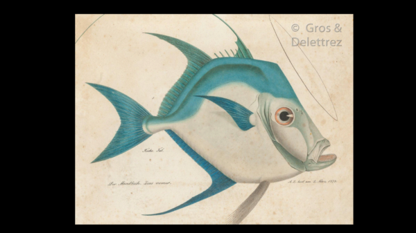 — Le poisson saint-pierre